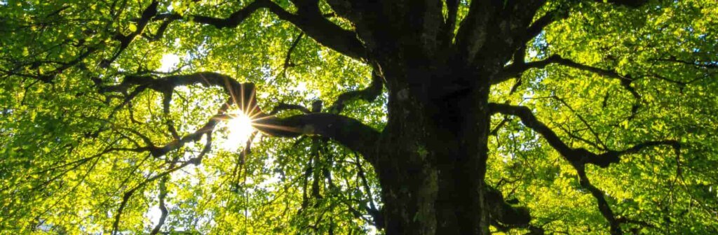 Be kind to your mental wellbeing while going through a separation or divorce